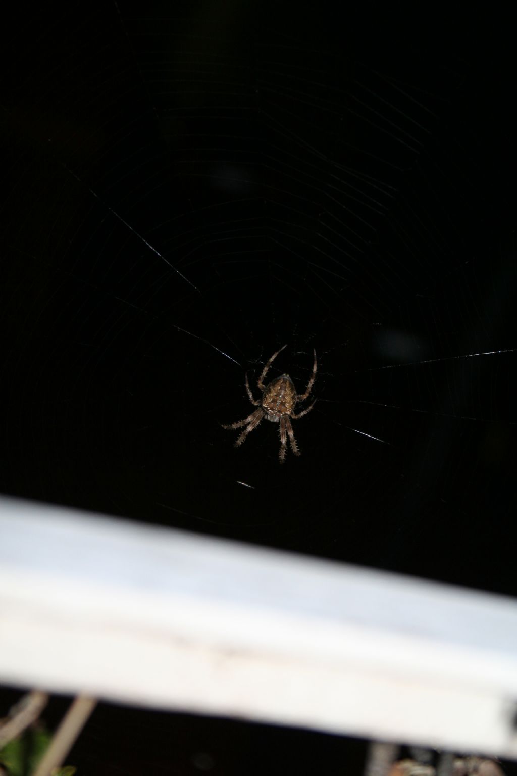 Araneus diadematus infreddolita - San Don di Piave (VE)