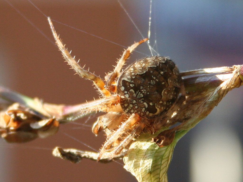 Araneus diadematus infreddolita - San Don di Piave (VE)