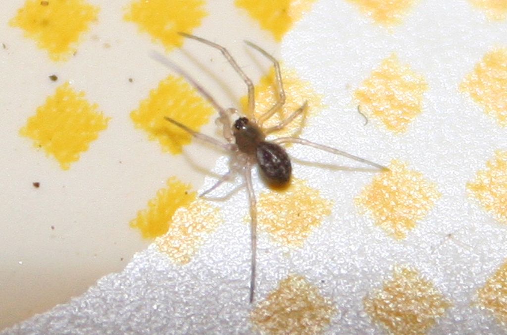 Linyphiidae - San Don di Piave (VE