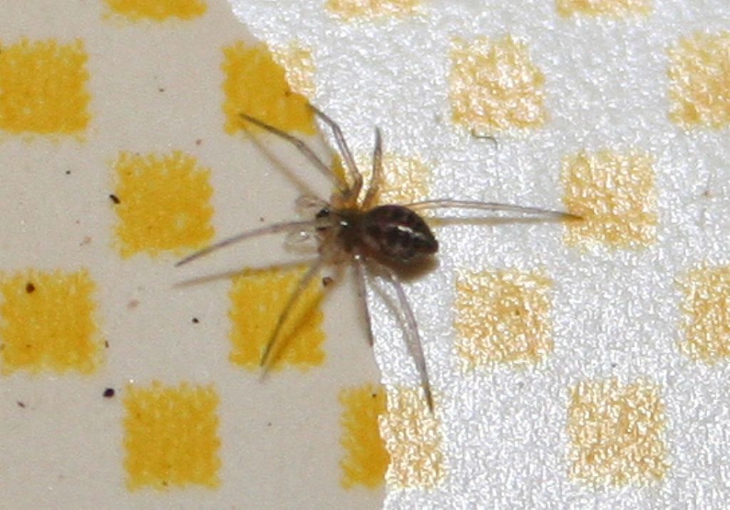 Linyphiidae - San Don di Piave (VE