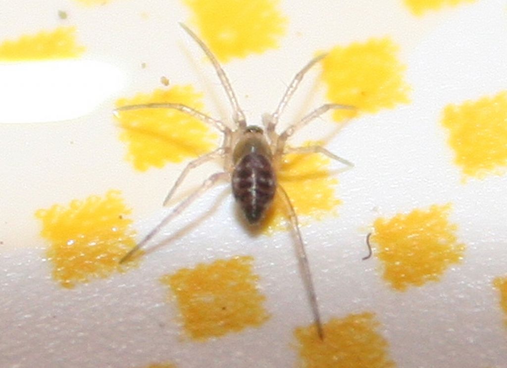 Linyphiidae - San Don di Piave (VE