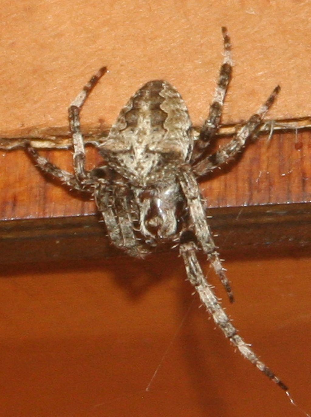 Araneus sp. (A. circe o A. angulatus) gestione uova e madre