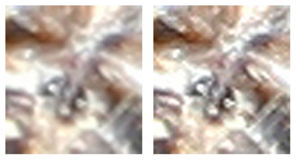 Araneus sp. (A. circe o A. angulatus) gestione uova e madre