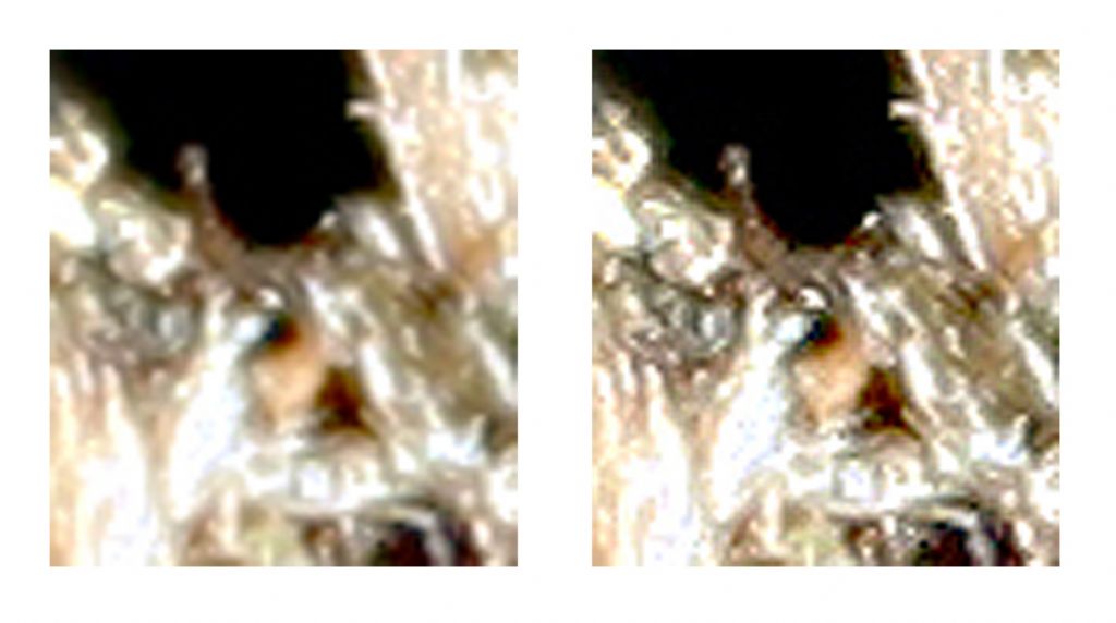 Araneus sp. (A. circe o A. angulatus) gestione uova e madre