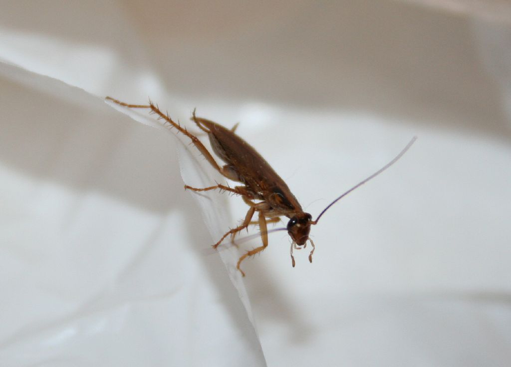 Blattella germanica (Linnaeus, 1767)