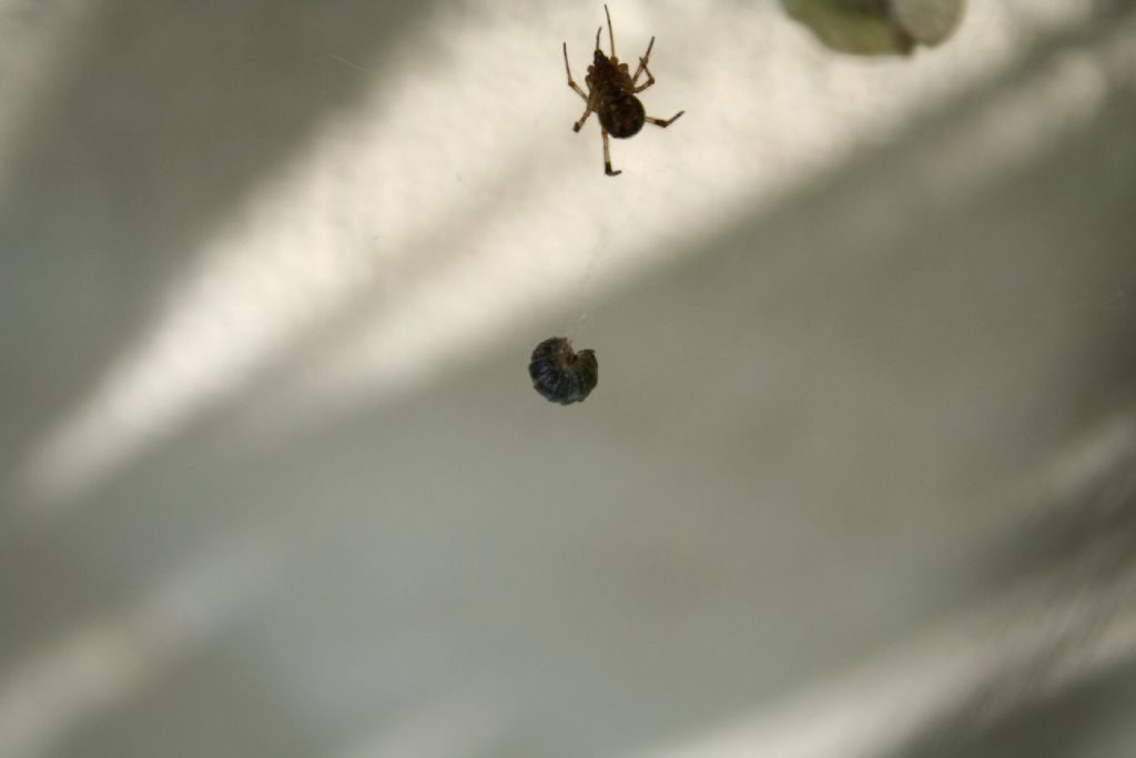 Parasteatoda tepidariorum con  