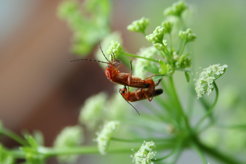 coppie di amanti: Rhagonycha fulva
