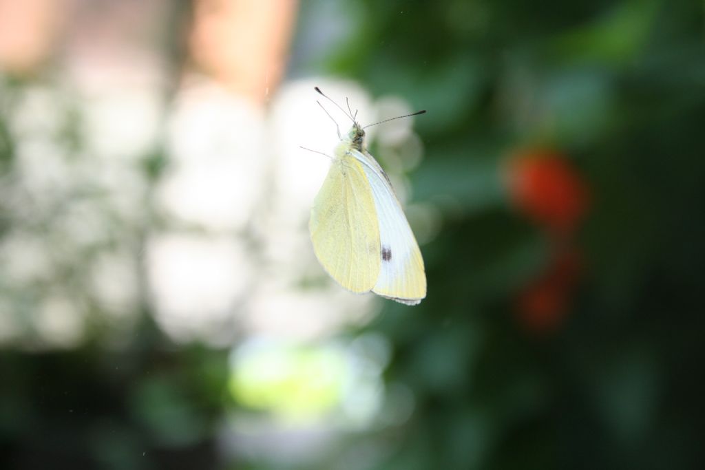 Pieris?