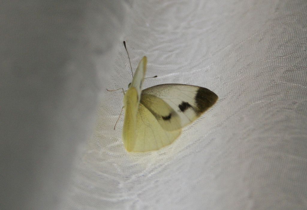 Pieris?
