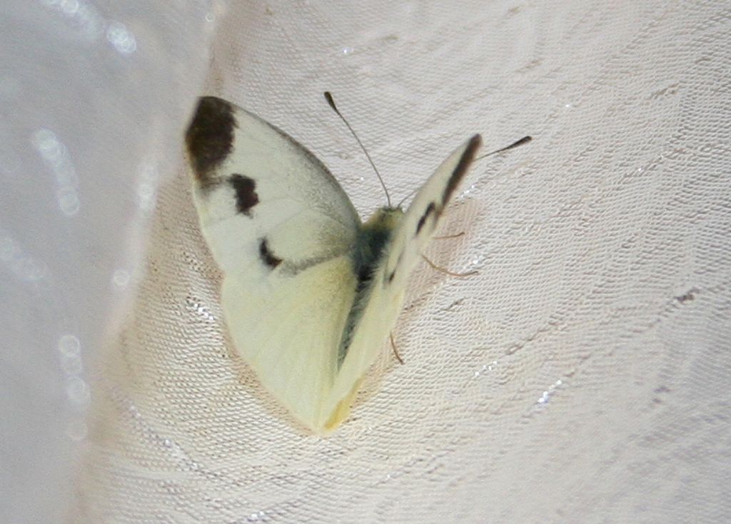 Pieris?