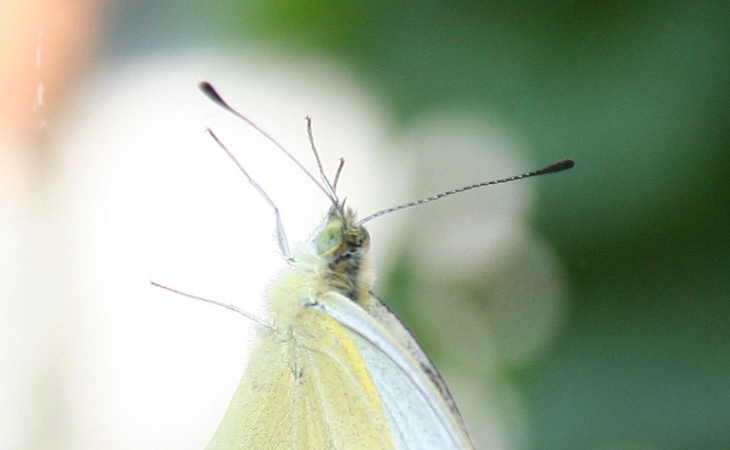 Pieris?