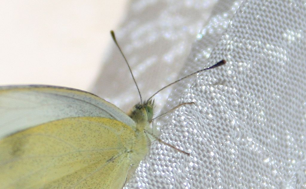 Pieris?