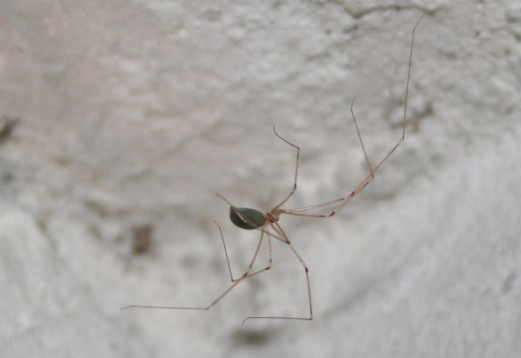 Pholcus phalangioides - San Don di Piave (VE)