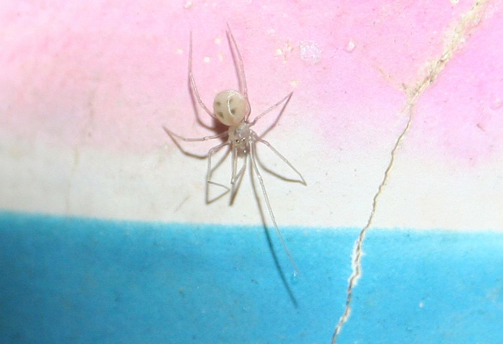 Spermophora senoculata - San Don di Piave (VE)
