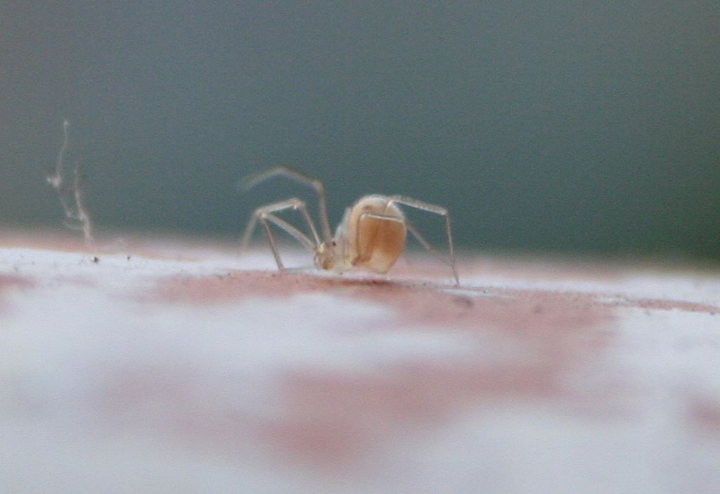 Spermophora senoculata - San Don di Piave (VE)