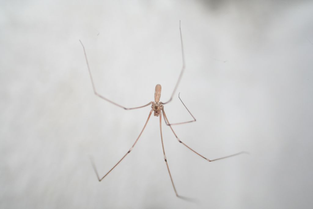 Pholcus phalangioides - San Don di Piave (VE)