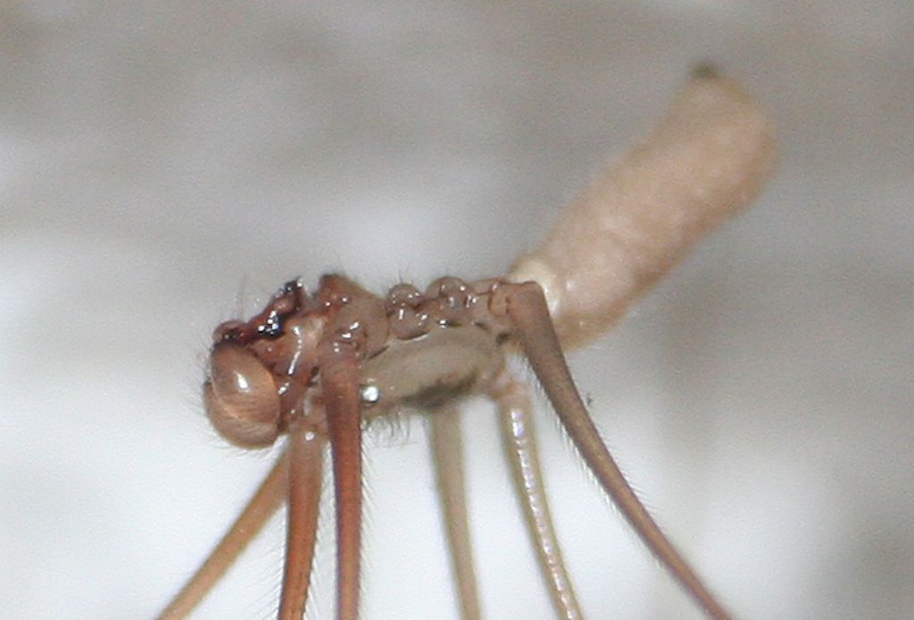 Pholcus phalangioides - San Don di Piave (VE)