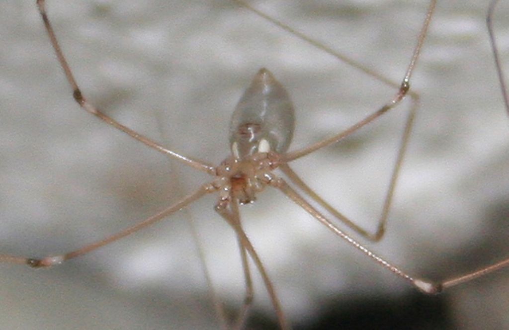 Pholcus phalangioides - San Don di Piave (VE)
