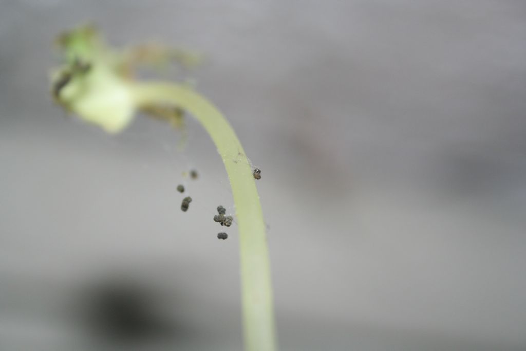 Pholcus phalangioides - San Don di Piave (VE)