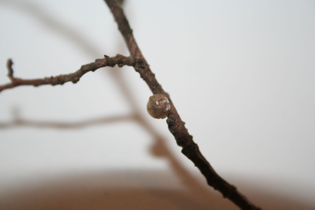 Cocciniglia?