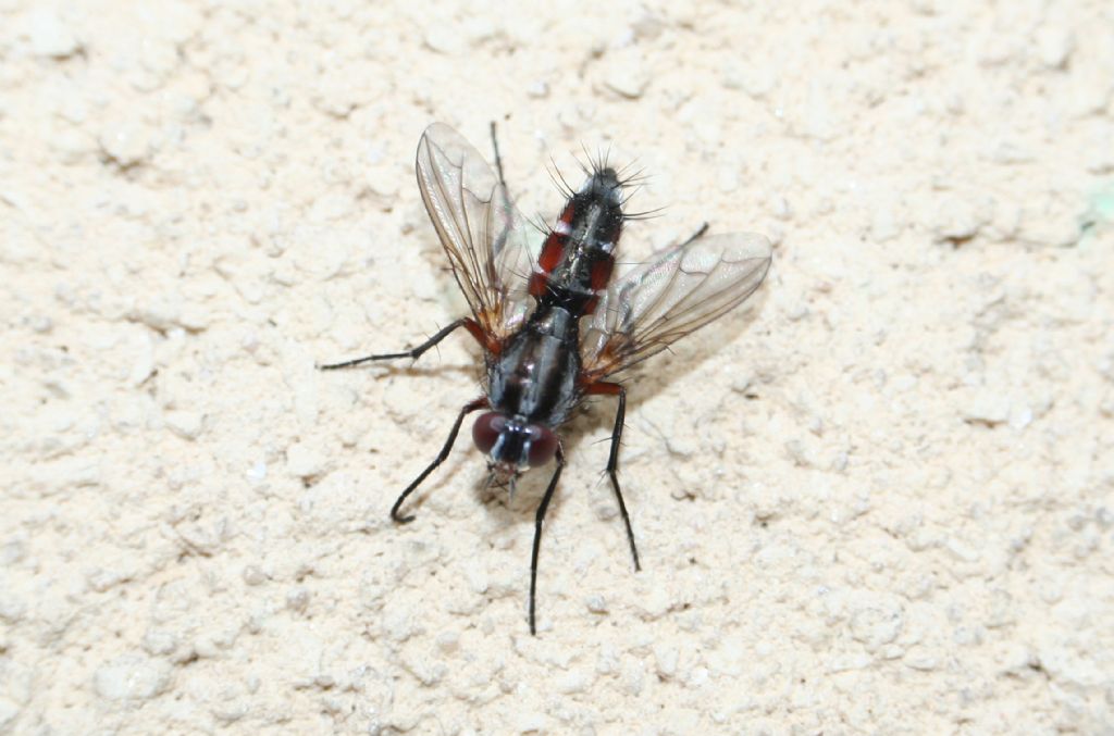 Mintho rufiventris (Tachinidae)