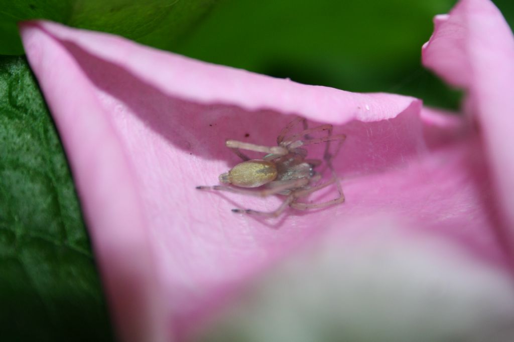 Cheiracanthium mildei in petalo di rosa - San Don di Piave