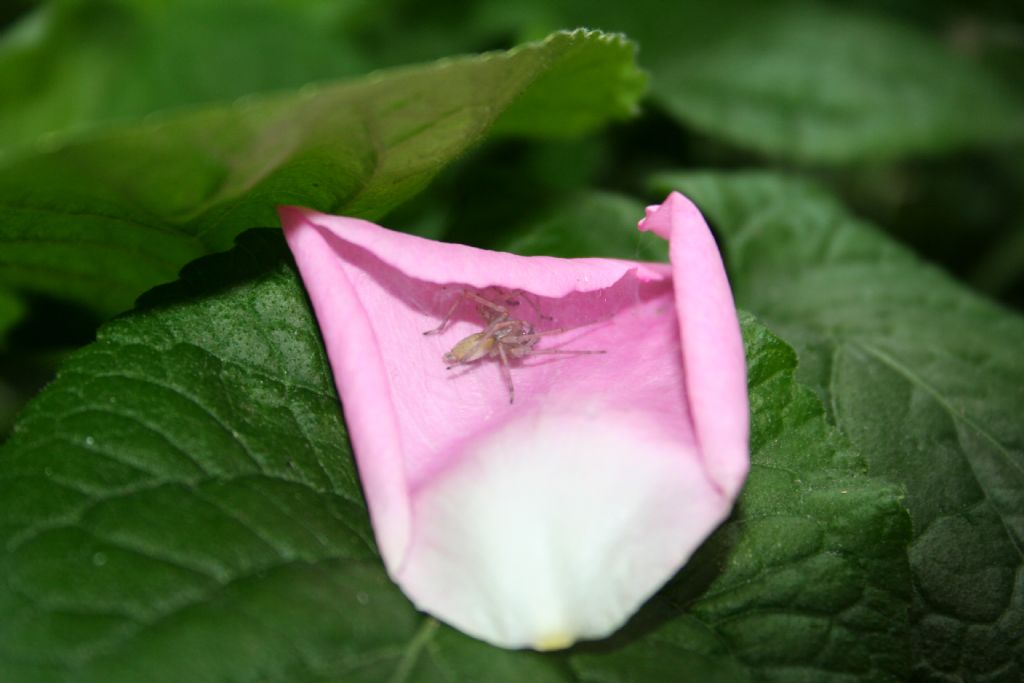 Cheiracanthium mildei in petalo di rosa - San Don di Piave
