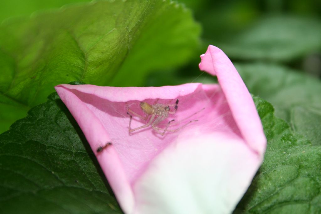 Cheiracanthium mildei in petalo di rosa - San Don di Piave