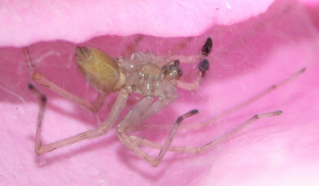 Cheiracanthium mildei in petalo di rosa - San Don di Piave