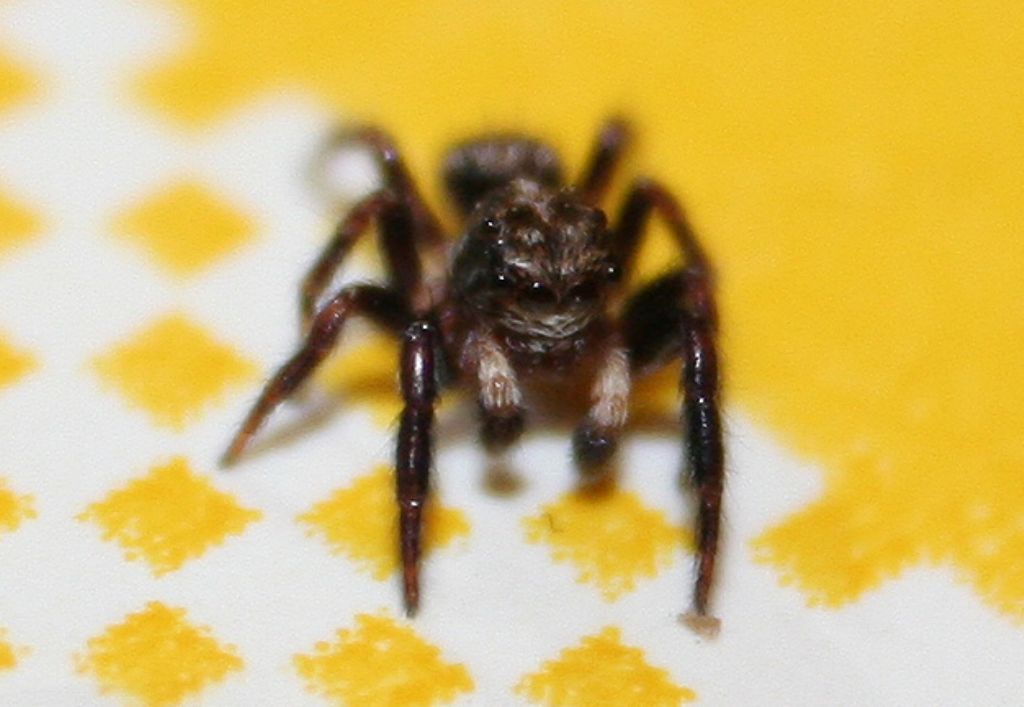 Pseudeuophrys erratica - San Don di Piave (VE)