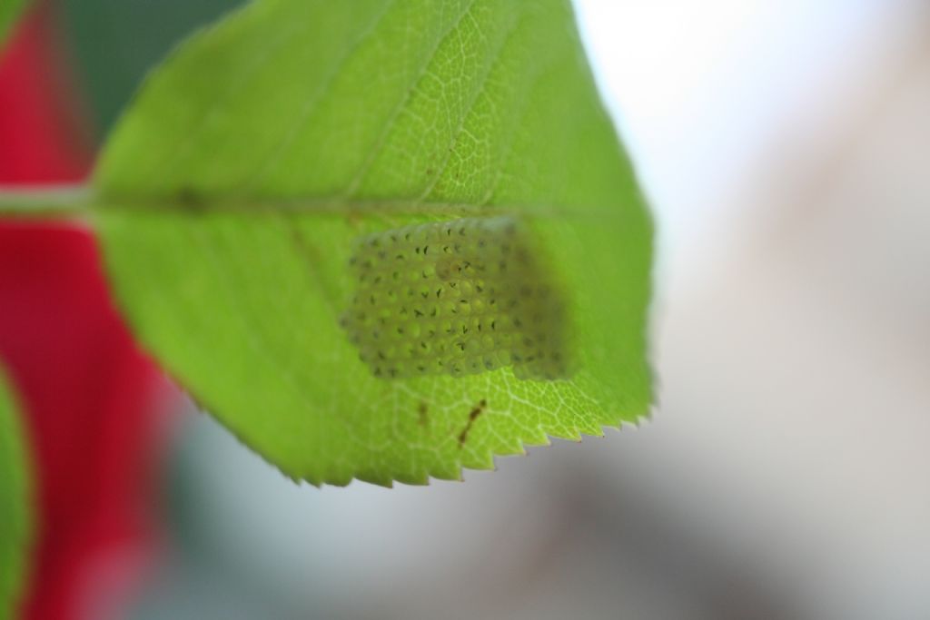 Neanidi: cfr. Nezara viridula
