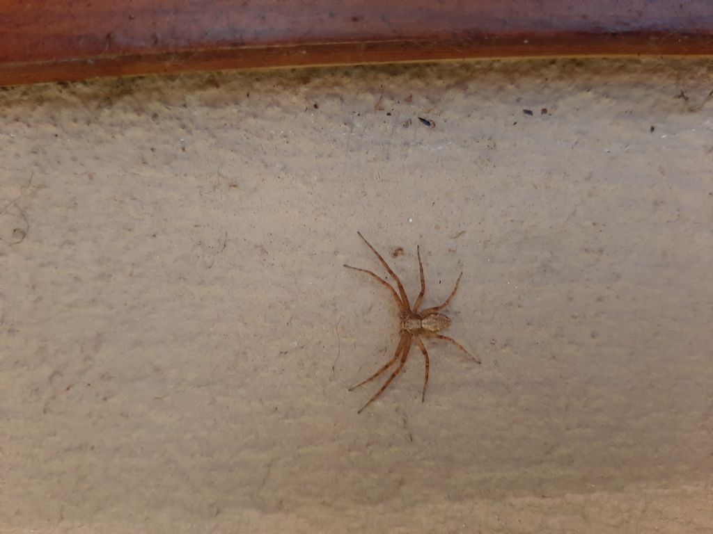 Philodromus sp. - San Don di Piave (VE)