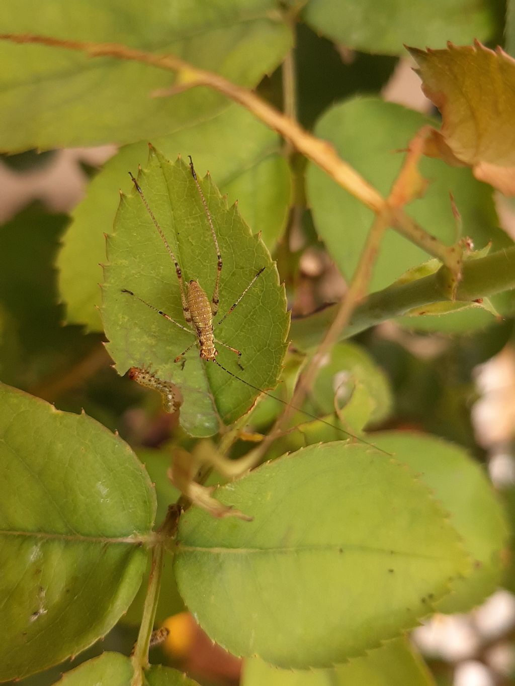 da identificare... Tettigoniidae?... no, neanide di Phaneroptera cfr. nana