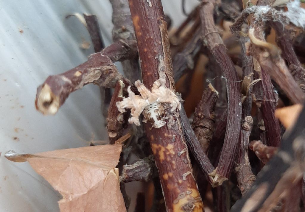 Insetto mai visto: ninfa di Ricania speculum (Fulgoromorpha Ricaniidae)