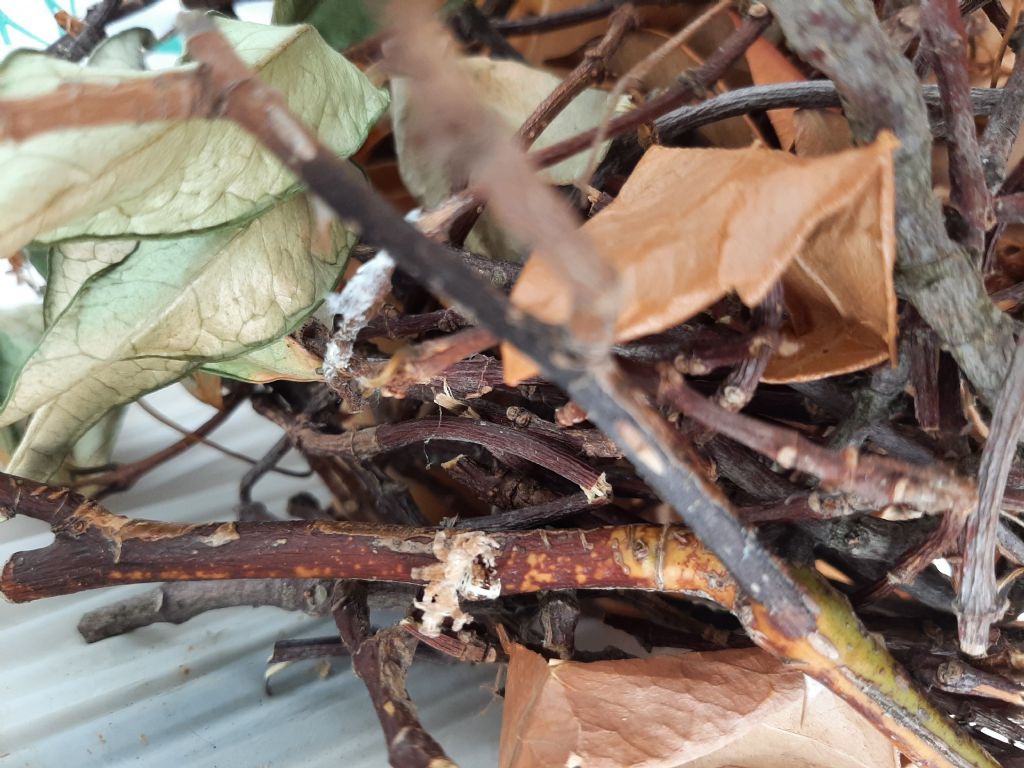 Insetto mai visto: ninfa di Ricania speculum (Fulgoromorpha Ricaniidae)