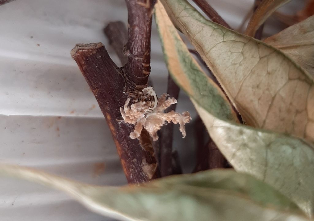 Insetto mai visto: ninfa di Ricania speculum (Fulgoromorpha Ricaniidae)