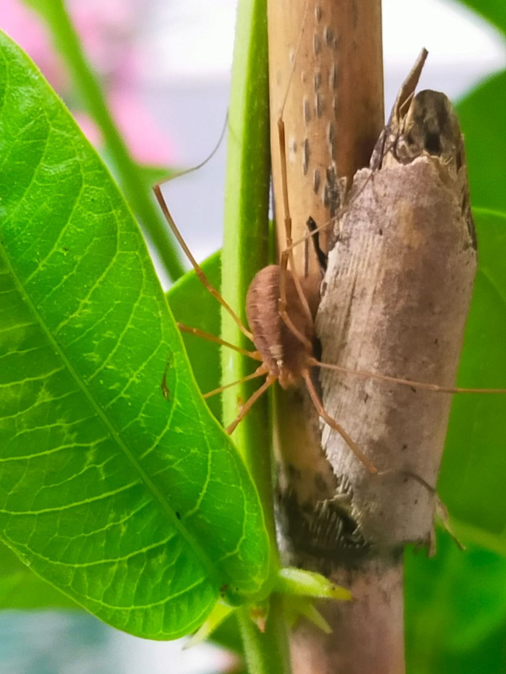 Opilio canestrinii - Phalangiidae