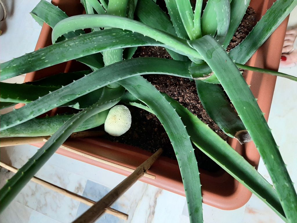 Fungo in vaso dentro casa