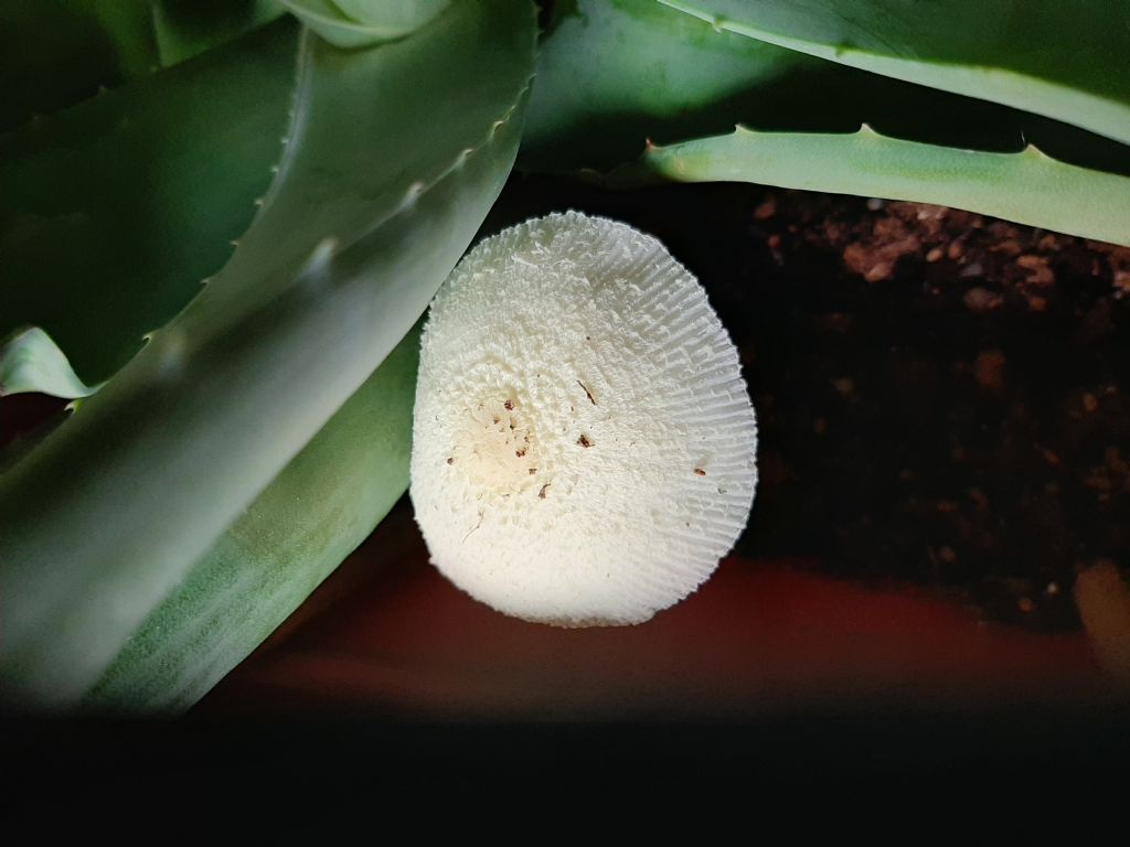 Fungo in vaso dentro casa