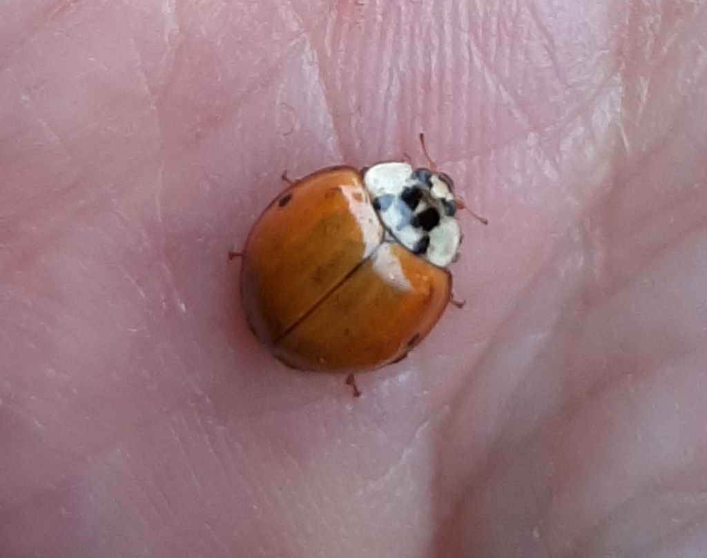 Coccinellidae: Harmonia axyridis