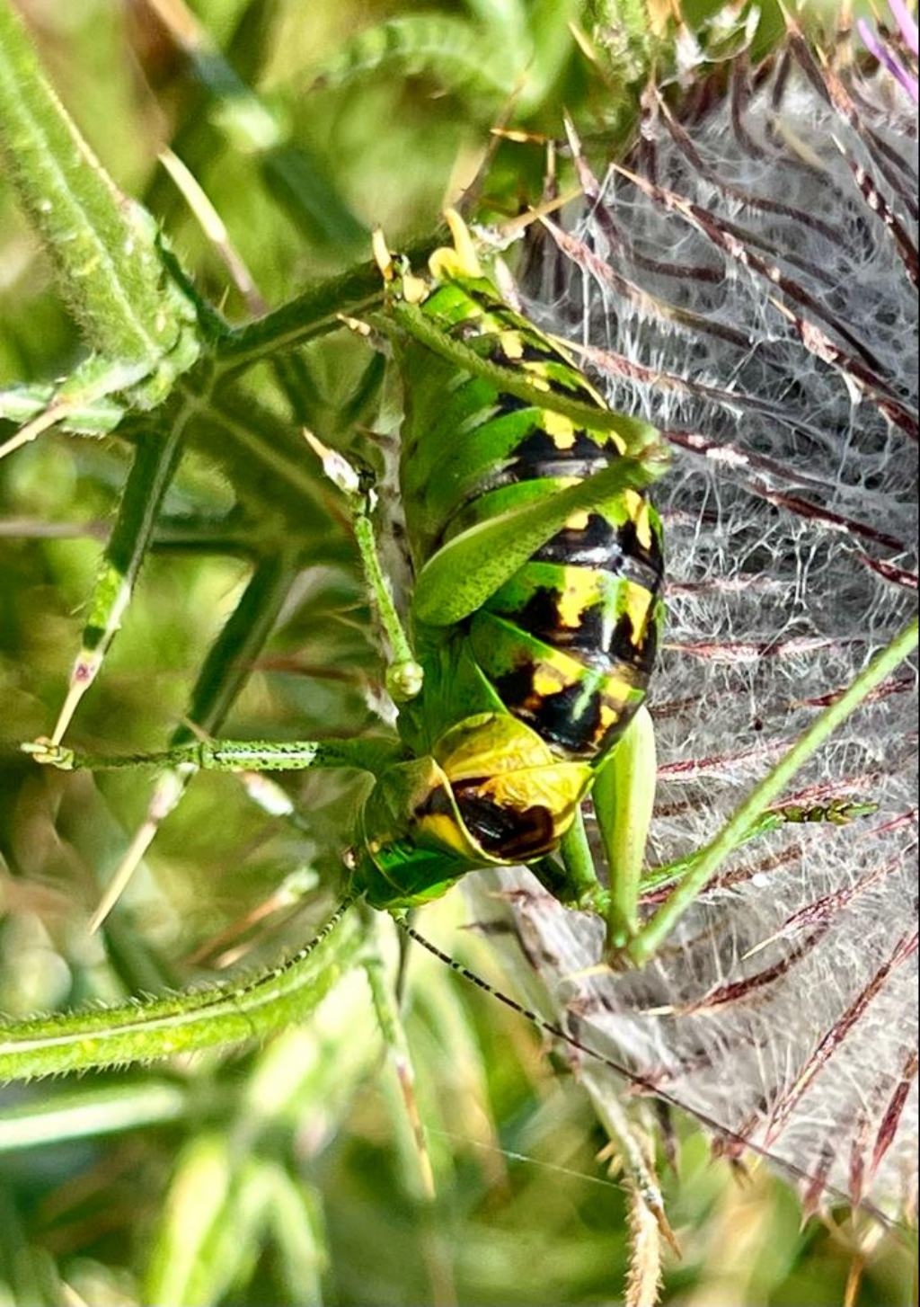 Phaneropteridae: Poecilimon ornatus