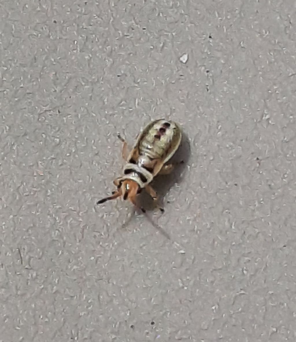 Da identificare