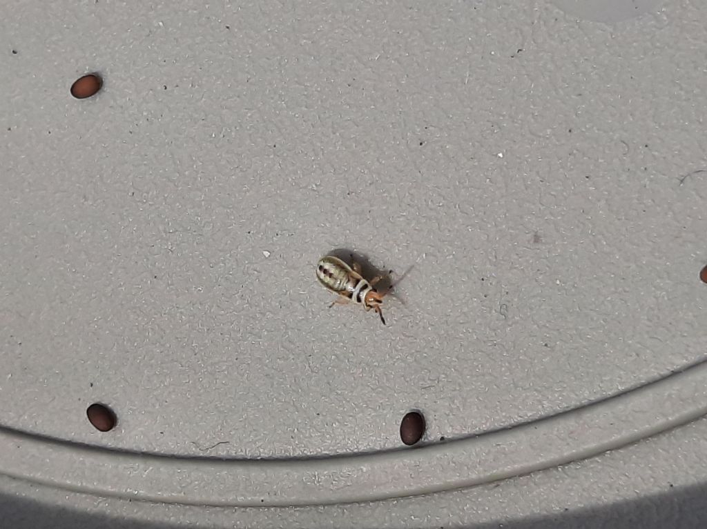 Da identificare