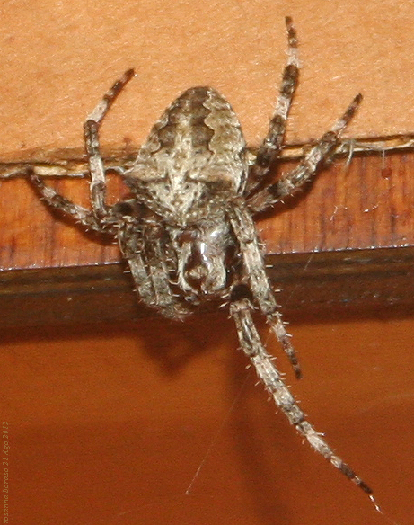 Araneus sp. (A. circe o A. angulatus) gestione uova e madre