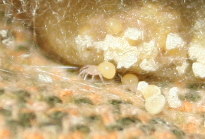 Araneus sp. (A. circe o A. angulatus) gestione uova e madre