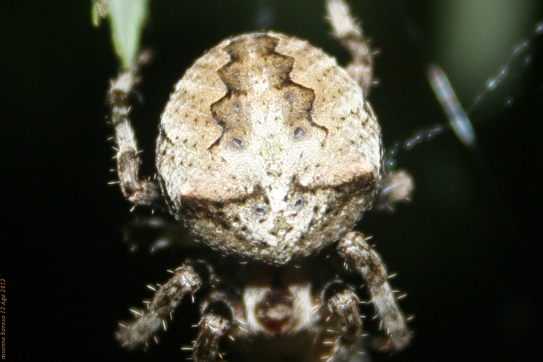 Araneus sp. (A. circe o A. angulatus) gestione uova e madre