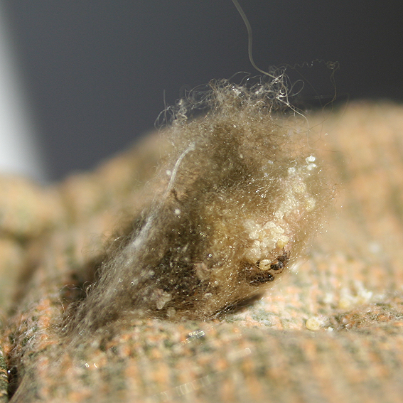 Araneus sp. (A. circe o A. angulatus) gestione uova e madre