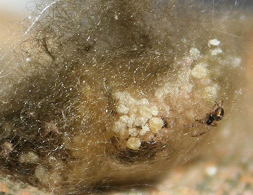 Araneus sp. (A. circe o A. angulatus) gestione uova e madre