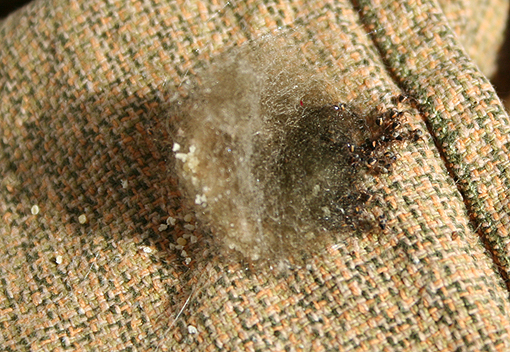 Araneus sp. (A. circe o A. angulatus) gestione uova e madre