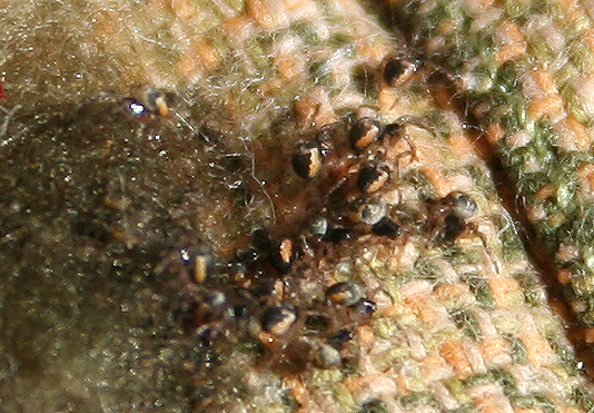 Araneus sp. (A. circe o A. angulatus) gestione uova e madre